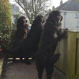 Meet your Posher, Annie